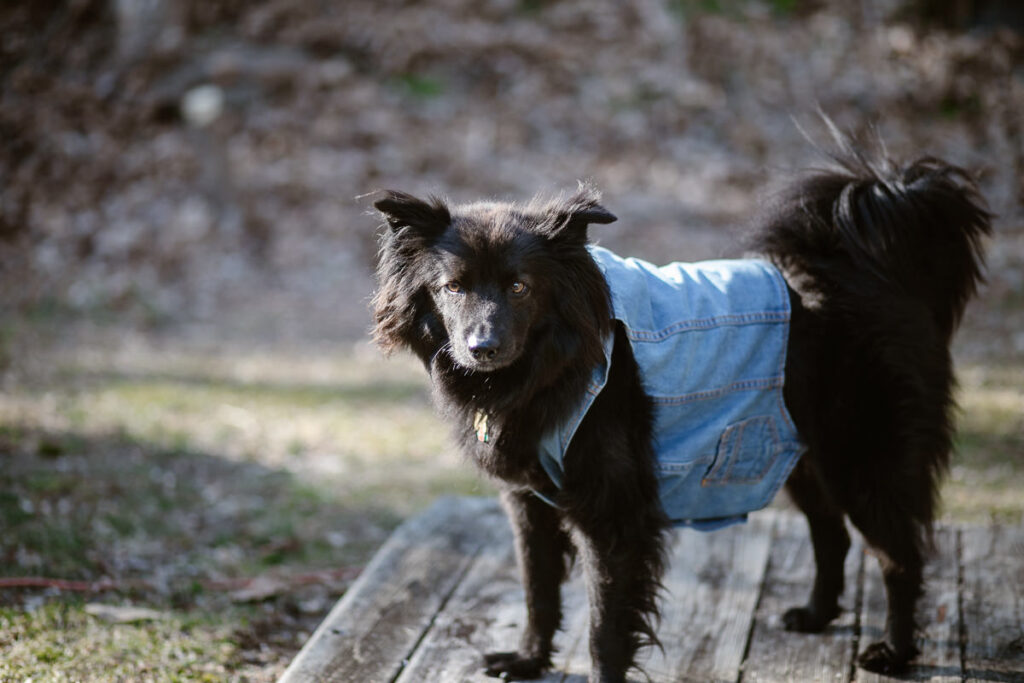 A black furry dog in a blue denim vest