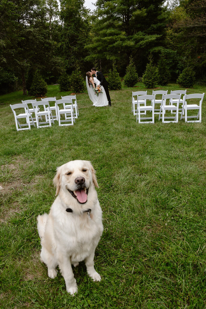 A joyful golden retriever sits in the foreground with its tongue out, while in the background, the bride and groom share a kiss in a small outdoor ceremony space with white chairs arranged on a grassy field surrounded by trees.