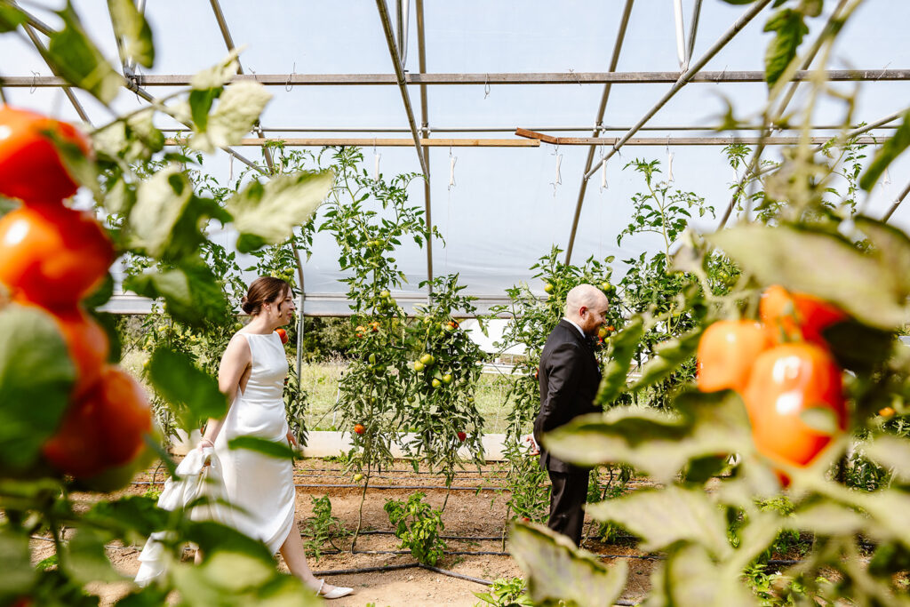 A bride and groom during their first look. They are in a greenhouse, surrounded by tomatoes. The groom has his back to the bride, and she is walking towards him. She is wearing a sleeveless satin dress, and the groom is wearing a black tux