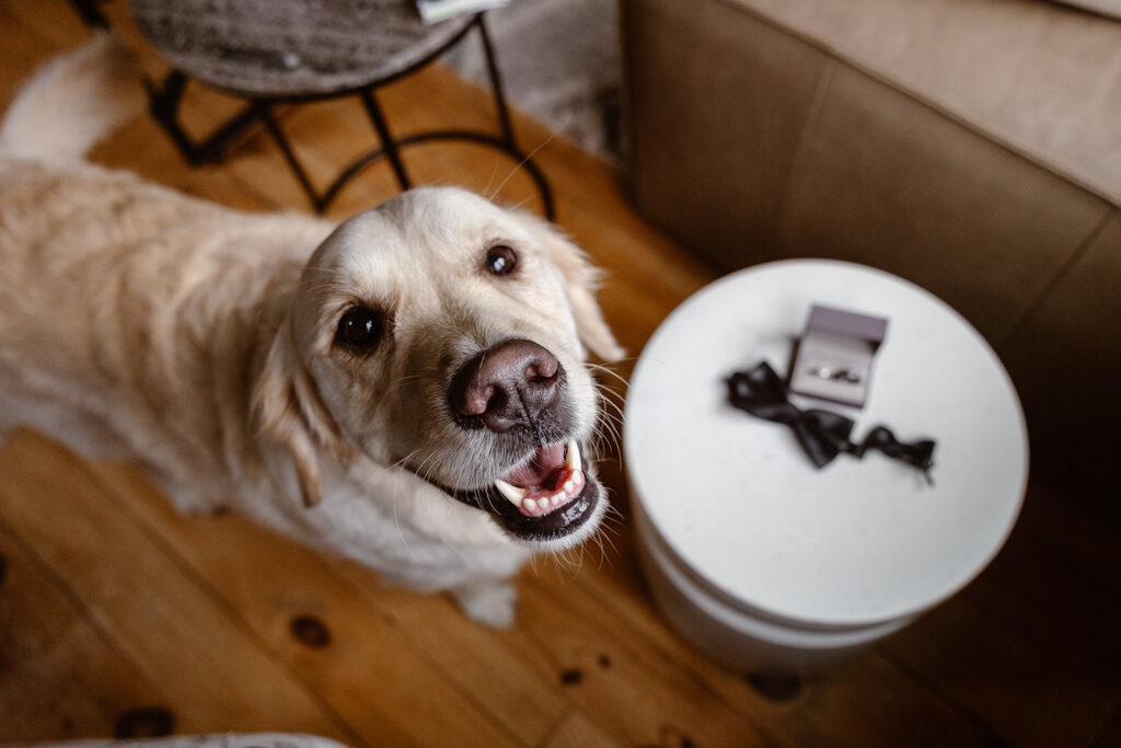 Cojo the dog looking at the camera smiling next to a end table holding the rings and his bowtie.