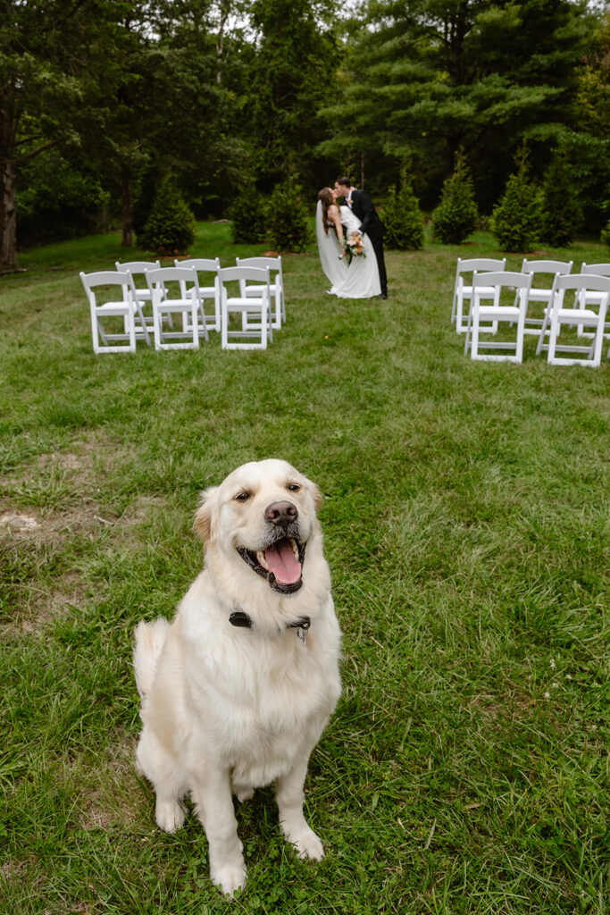 A couples dog sits in the foreground of the photo in focus, while the bride and groom kiss in the background