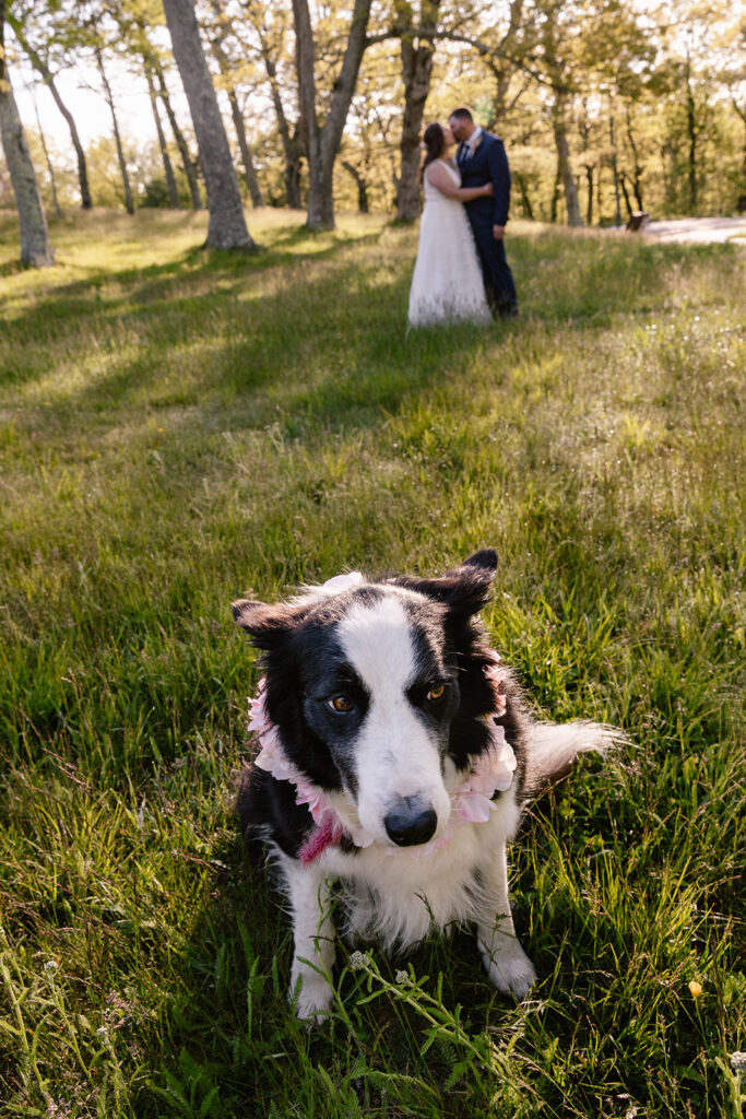 A cute dog in the forefront, and a married couple kissing in the background