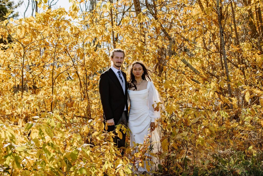 A bride and groom stand in front of trees covered in yellow fall foliage at shenandoha