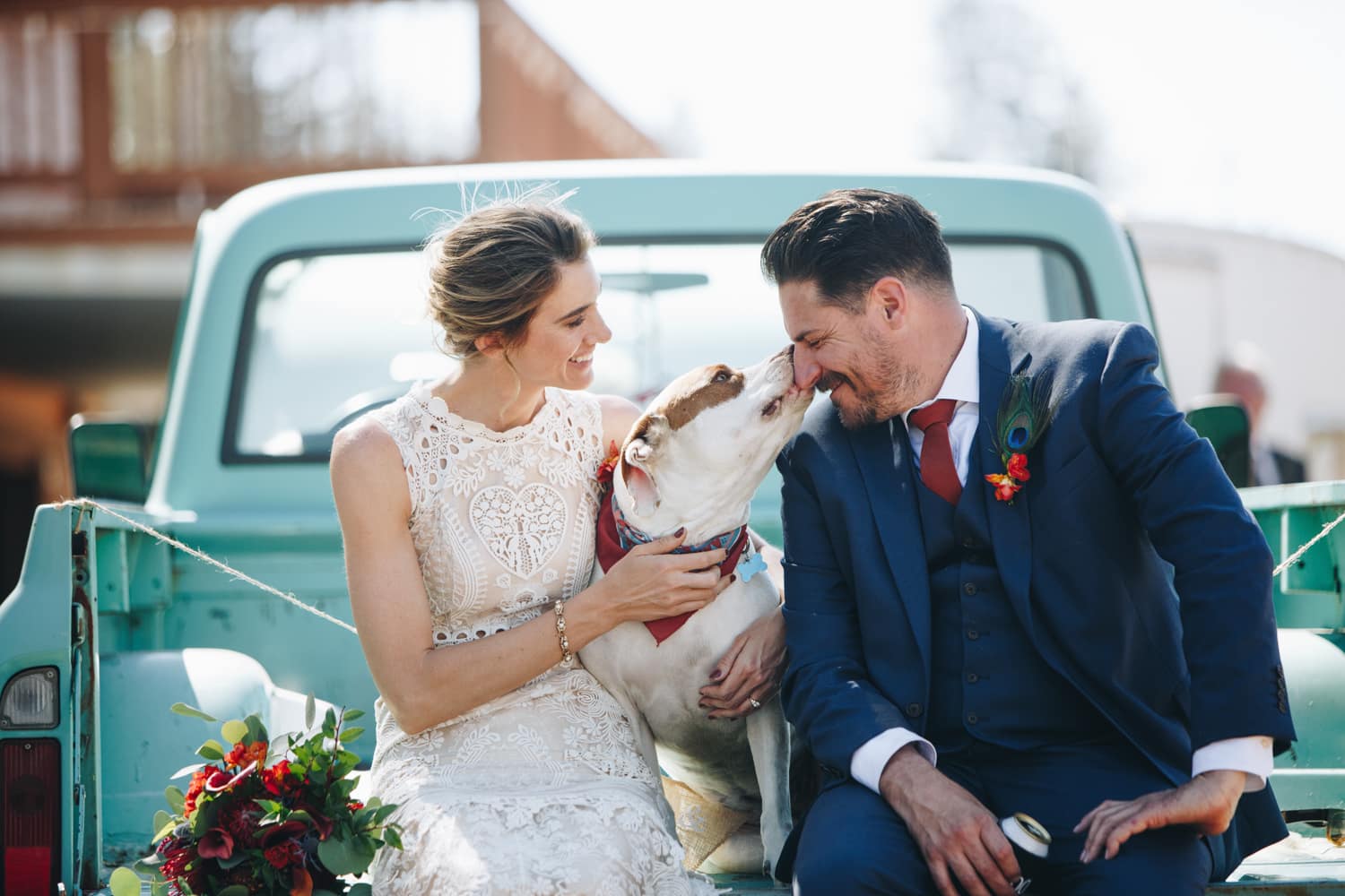 A bride and groom sit in the back of a vintage truck with their dog. The dog is licking the grooms face