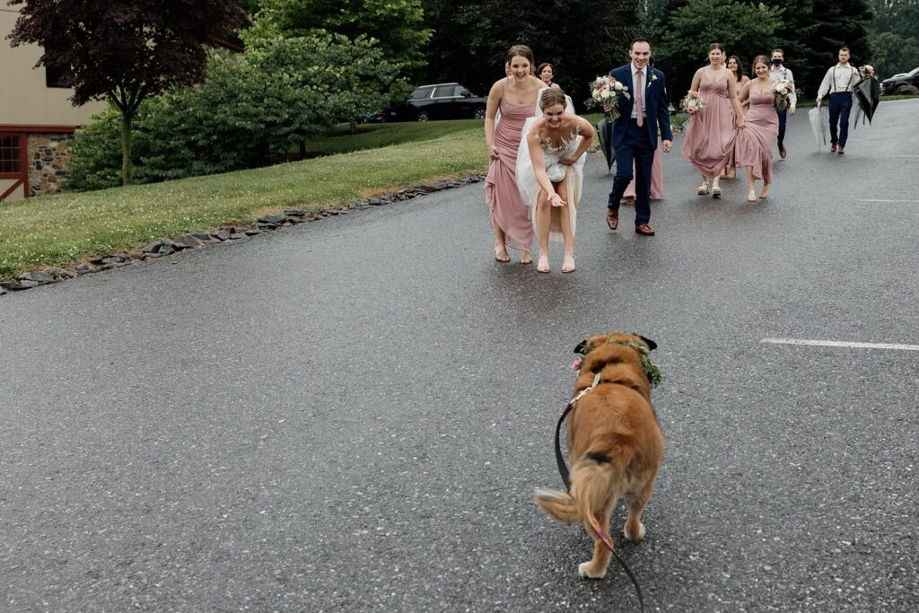 A dog runs towards her owners, right after the couple officially said "i do" on their wedding day