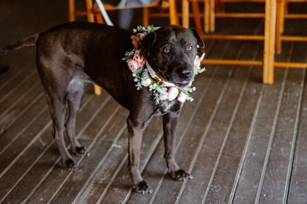 A dog wearing a flower collar looks at the camera as she waits for the wedding ceremony between her owners to begin